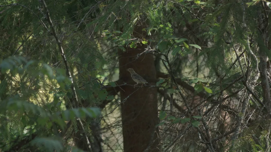 林鹨(Anthus trivialis)