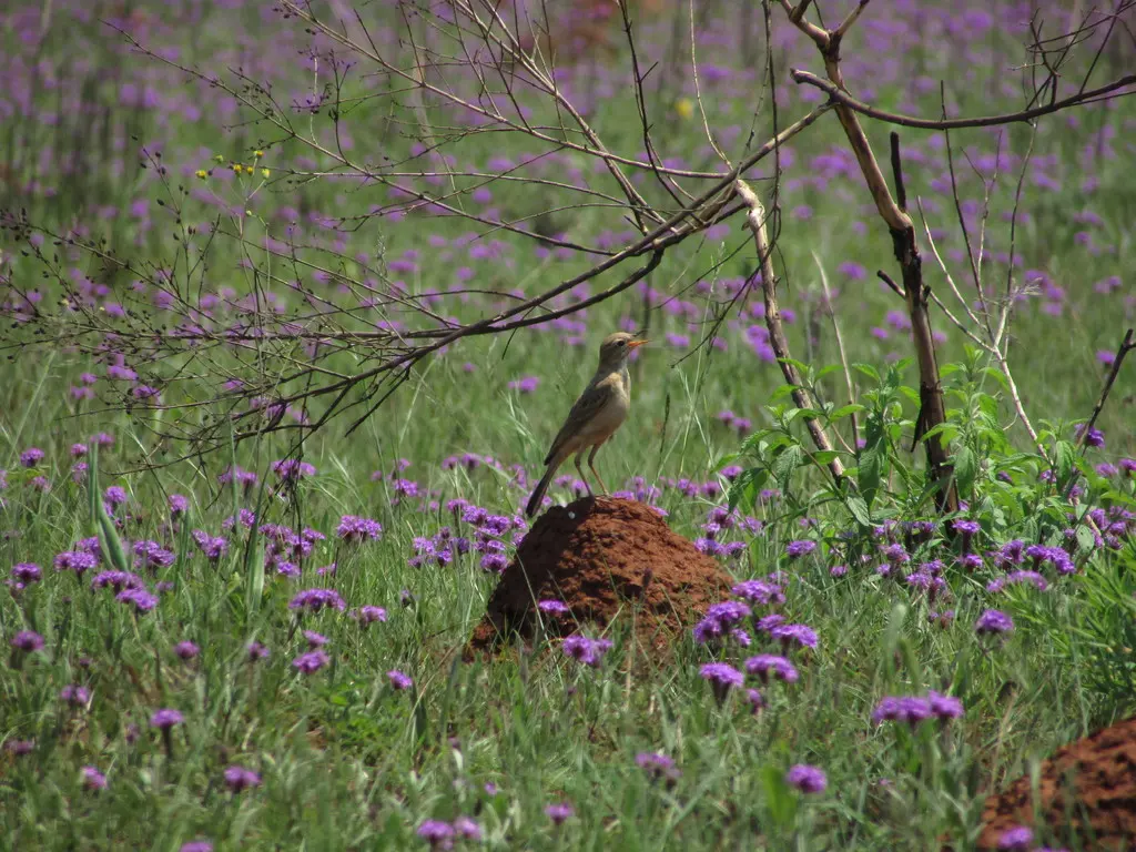 沙黄鹨(Anthus vaalensis)