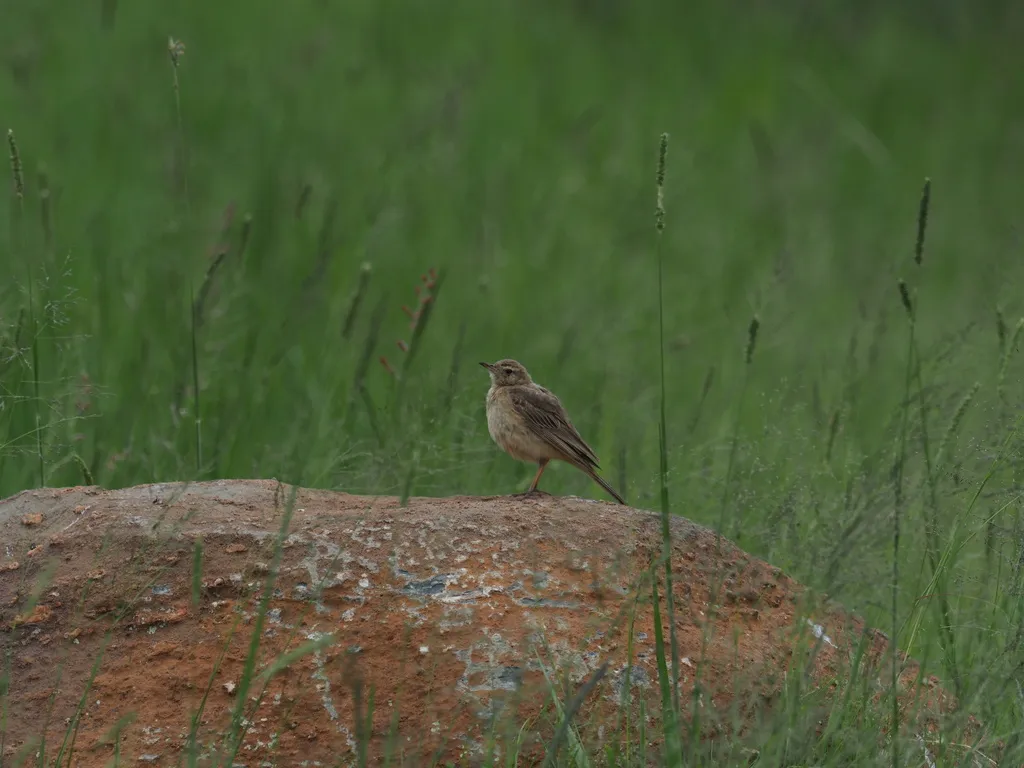 沙黄鹨(Anthus vaalensis)