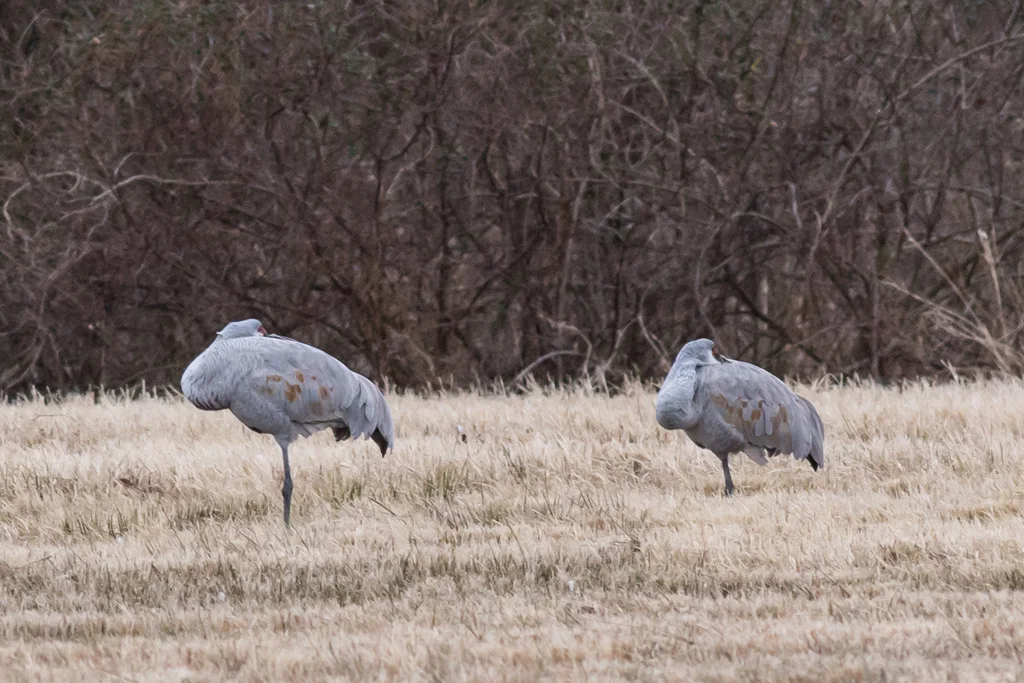 沙丘鹤(Antigone canadensis)