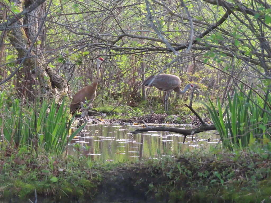 沙丘鹤(Antigone canadensis)