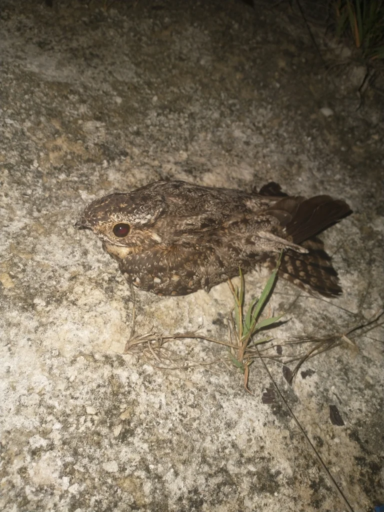 尤卡褐领夜鹰(Antrostomus badius)