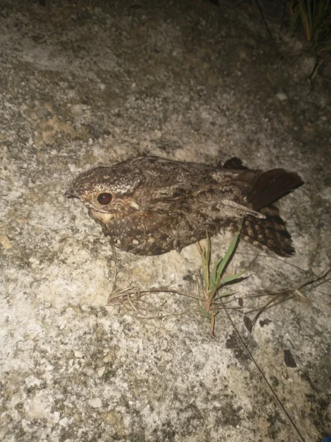 尤卡褐领夜鹰