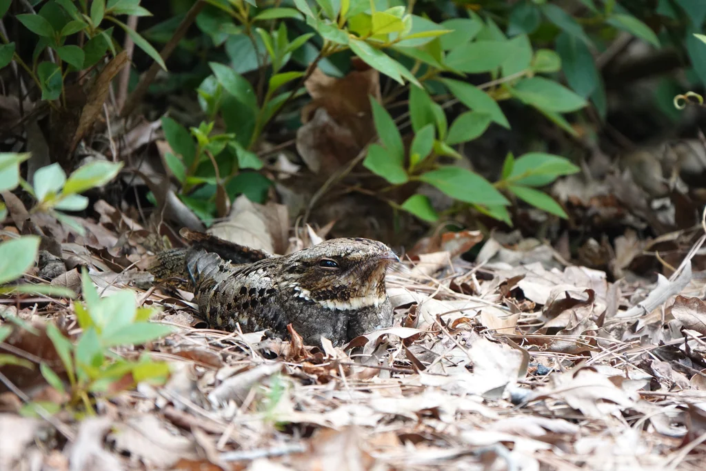 卡氏夜鹰(Antrostomus carolinensis)
