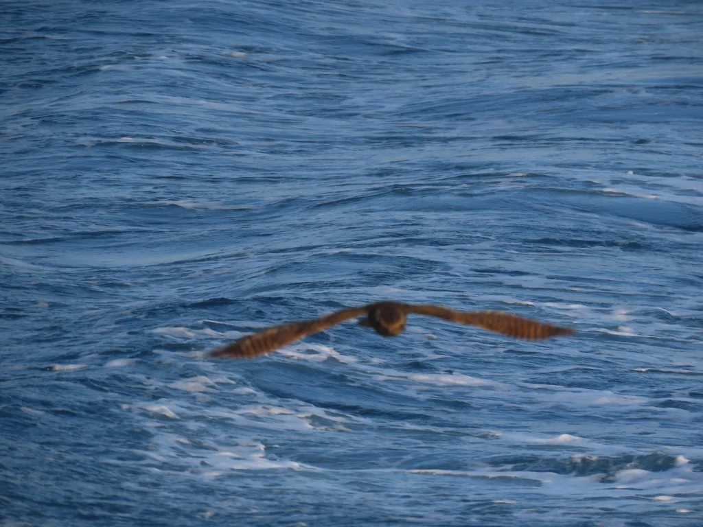 卡氏夜鹰(Antrostomus carolinensis)