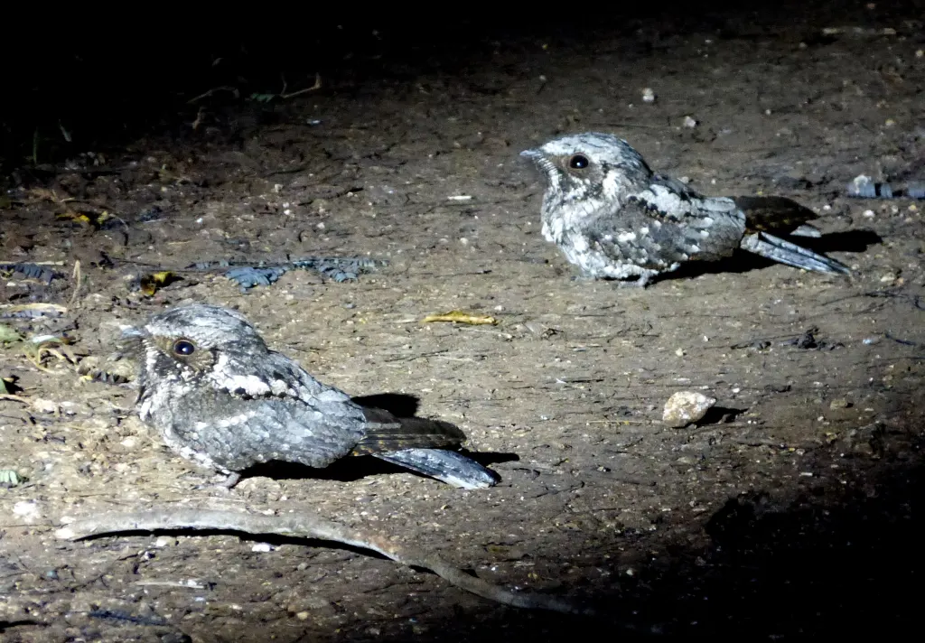 古巴夜鹰(Antrostomus cubanensis)