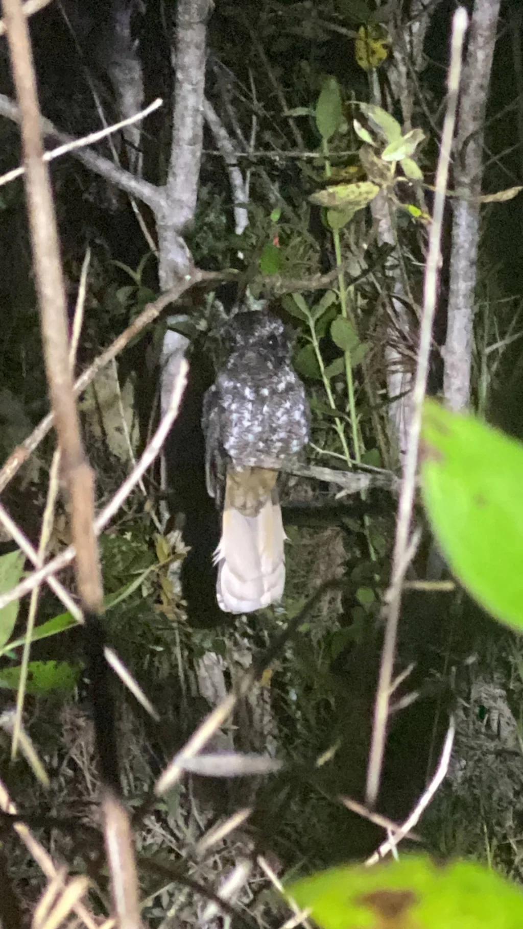 斯岛夜鹰(Antrostomus ekmani)