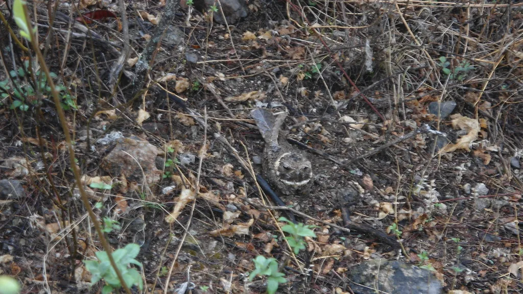 黄领夜鹰(Antrostomus ridgwayi)