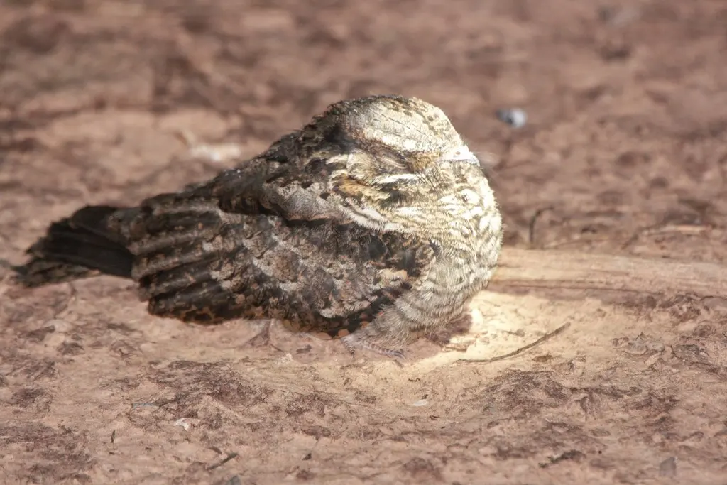 棕夜鹰(Antrostomus rufus)