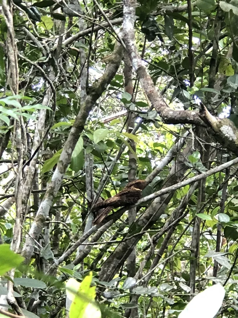 棕夜鹰(Antrostomus rufus)