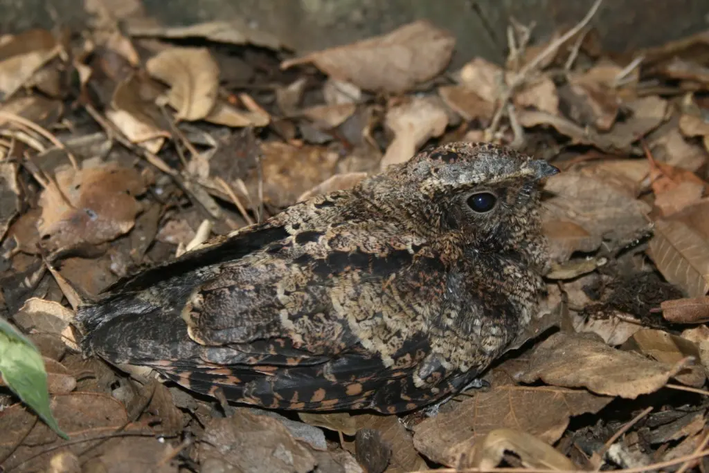 褐领夜鹰（Antrostomus salvini）