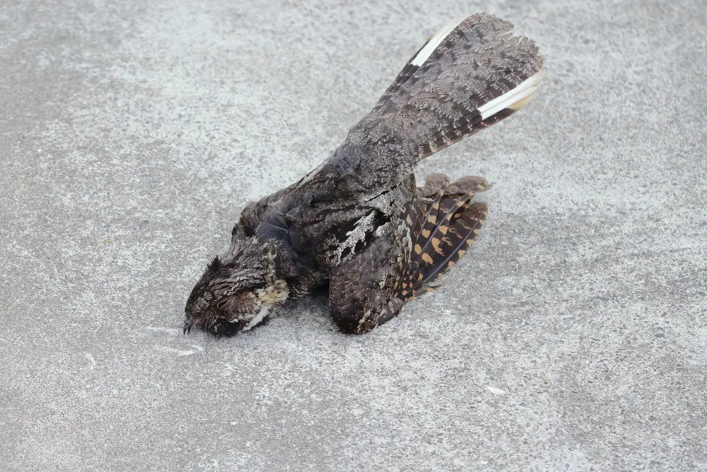 三声夜鹰（Antrostomus vociferus）