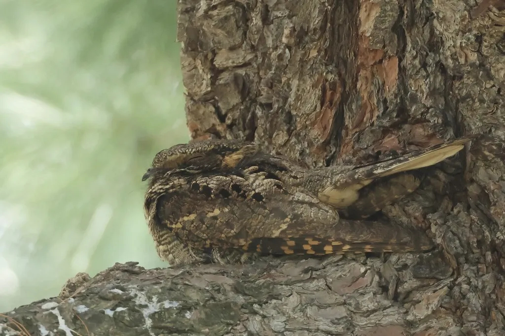三声夜鹰（Antrostomus vociferus）