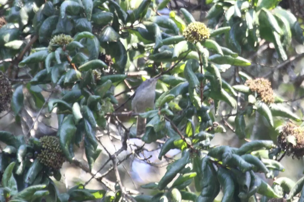 赤尔娇莺(Apalis chirindensis)