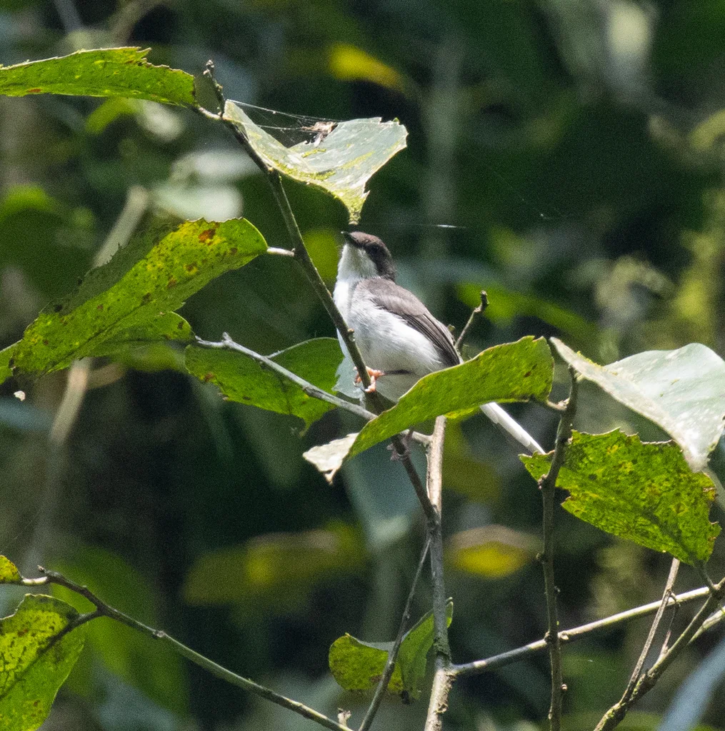 灰娇莺(Apalis cinerea)
