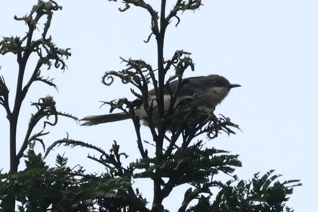 灰娇莺(Apalis cinerea)