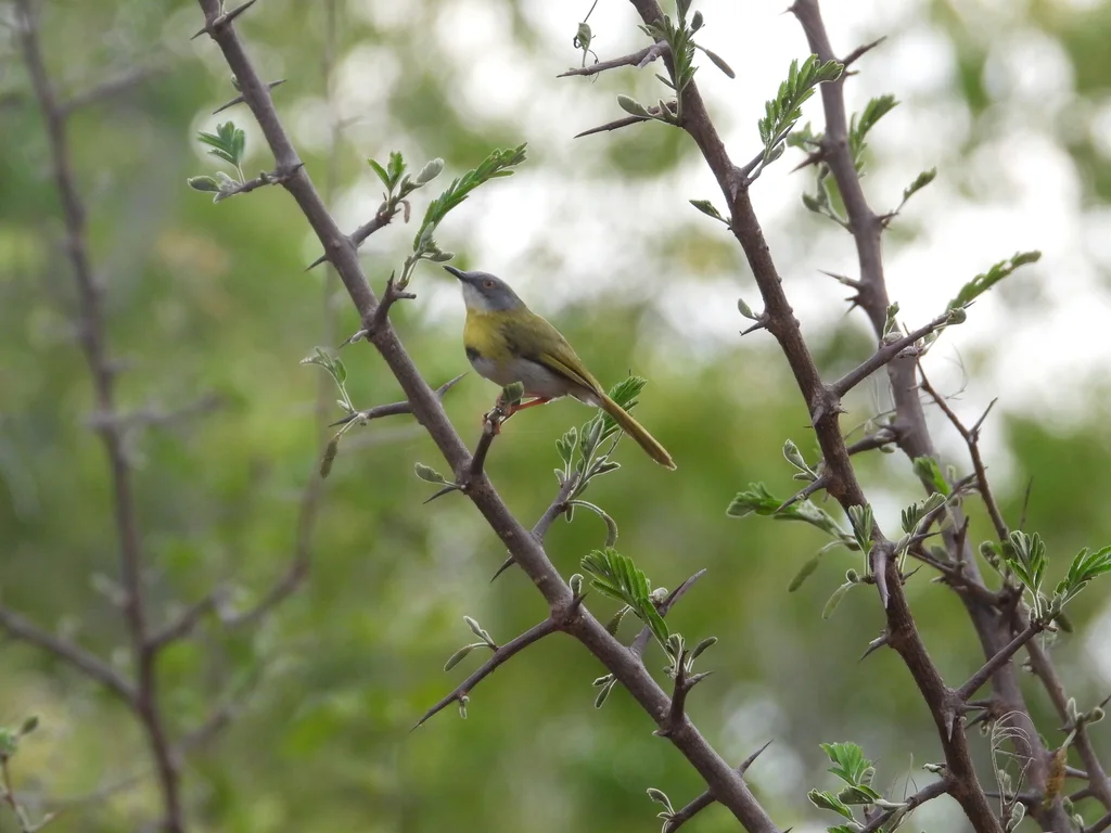 黄胸娇莺(Apalis flavida)