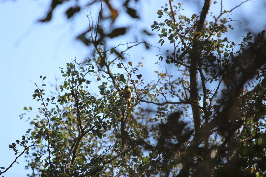 黄胸娇莺(Apalis flavida)