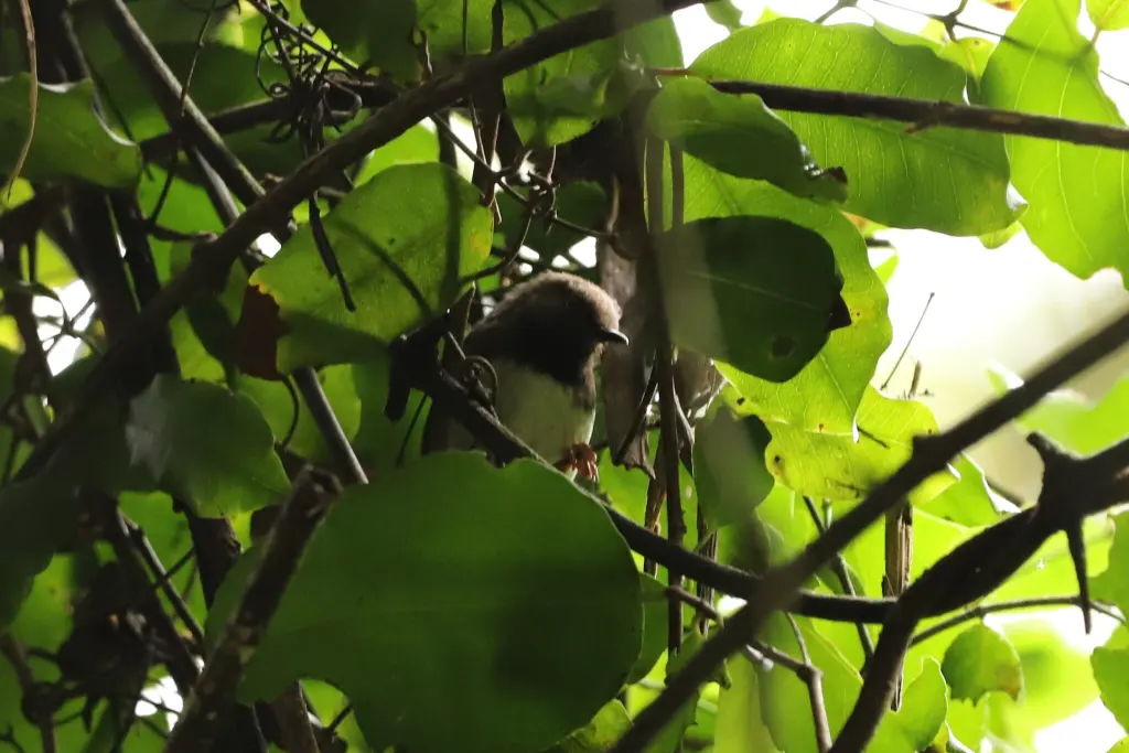 暗喉娇莺(Apalis fuscigularis)