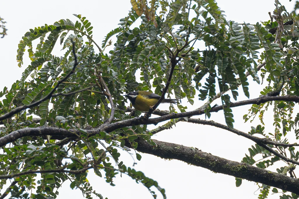黑喉娇莺(Apalis jacksoni)