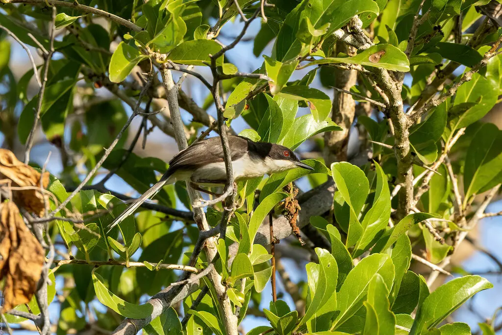 黑头娇莺(Apalis melanocephala)