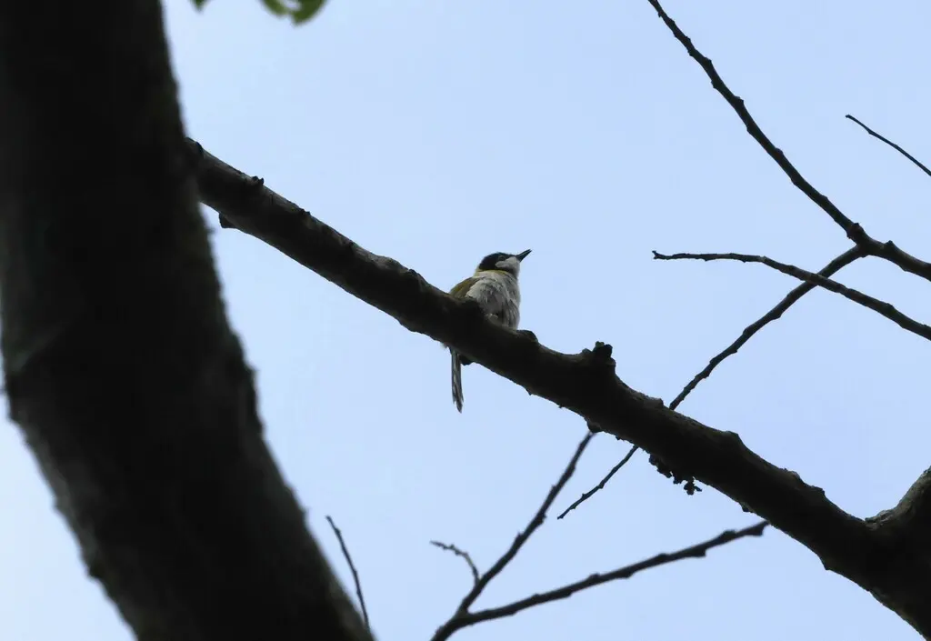 黑顶娇莺(Apalis nigriceps)