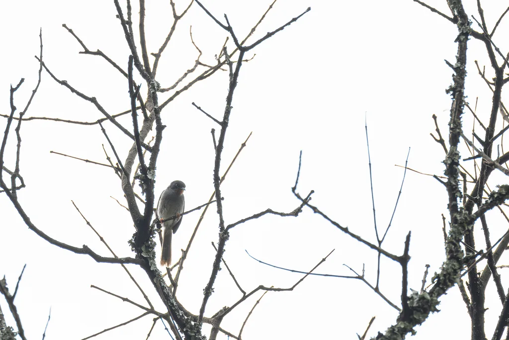 栗喉娇莺(Apalis porphyrolaema)