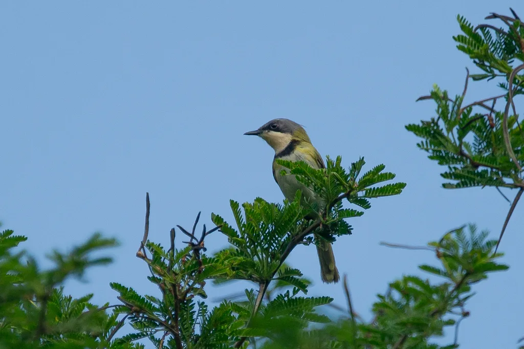 拉氏娇莺(Apalis ruddi)