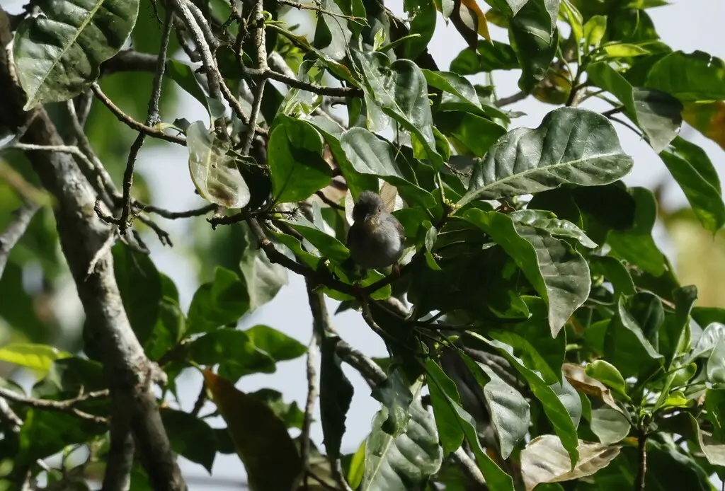 夏氏娇莺(Apalis sharpii)