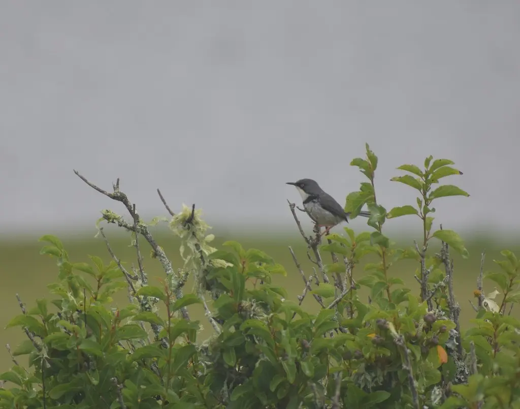 斑喉娇莺(Apalis thoracica)
