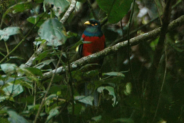 黄颊咬鹃（Apaloderma aequatoriale）