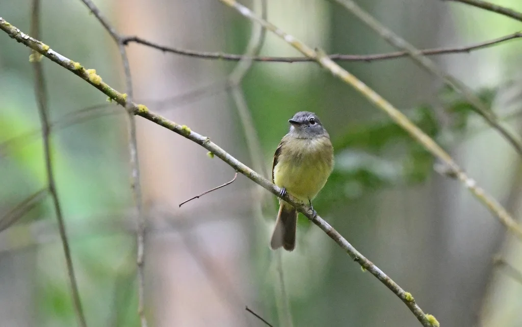 黑嘴斑翅霸鹟(Aphanotriccus audax)