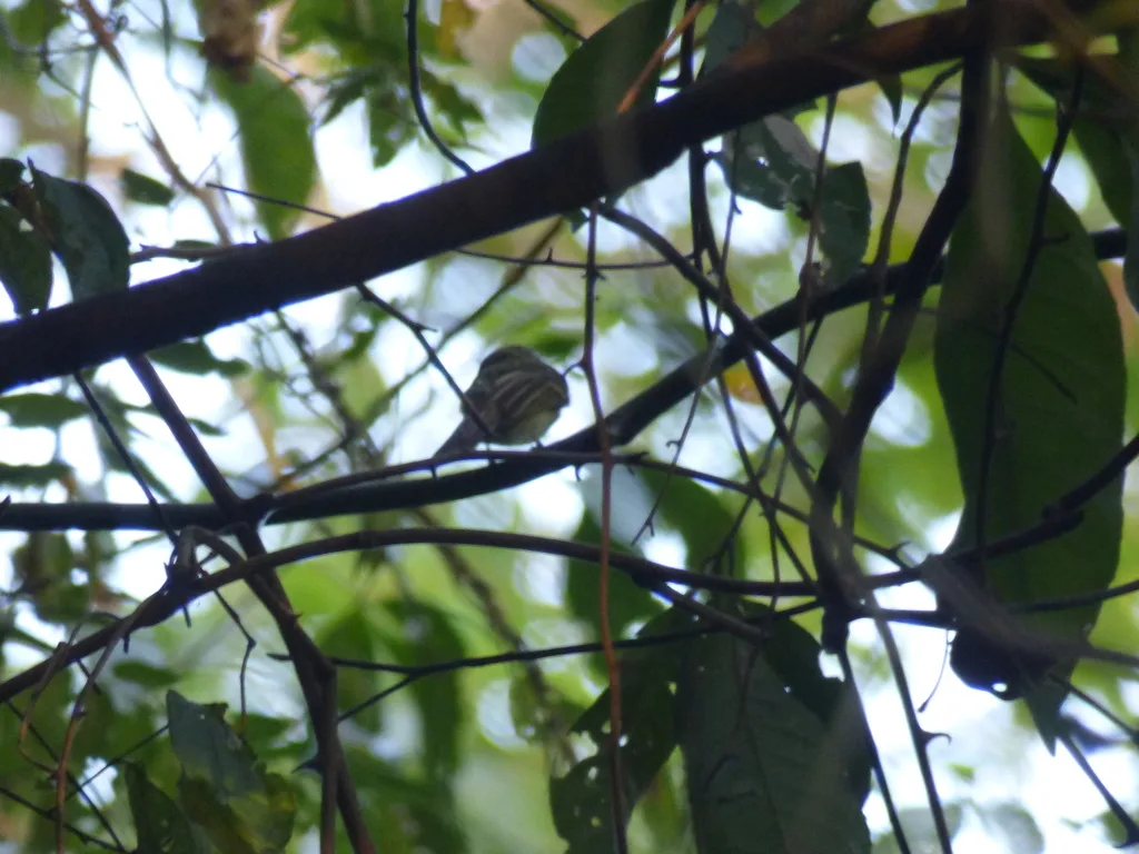 黑嘴斑翅霸鹟(Aphanotriccus audax)