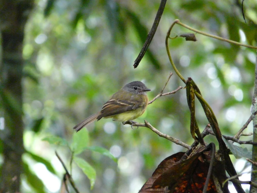 褐胸斑翅霸鹟（Aphanotriccus capitalis）