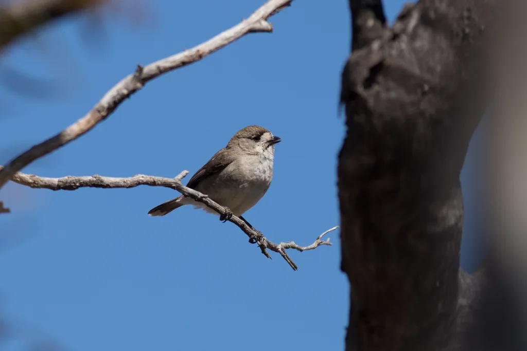 白脸刺莺(Aphelocephala leucopsis)