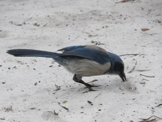 丛鸦（Aphelocoma coerulescens）