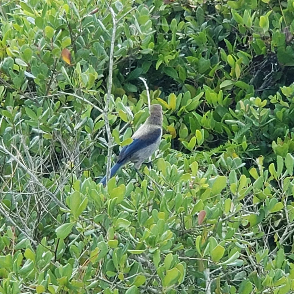 丛鸦（Aphelocoma coerulescens）