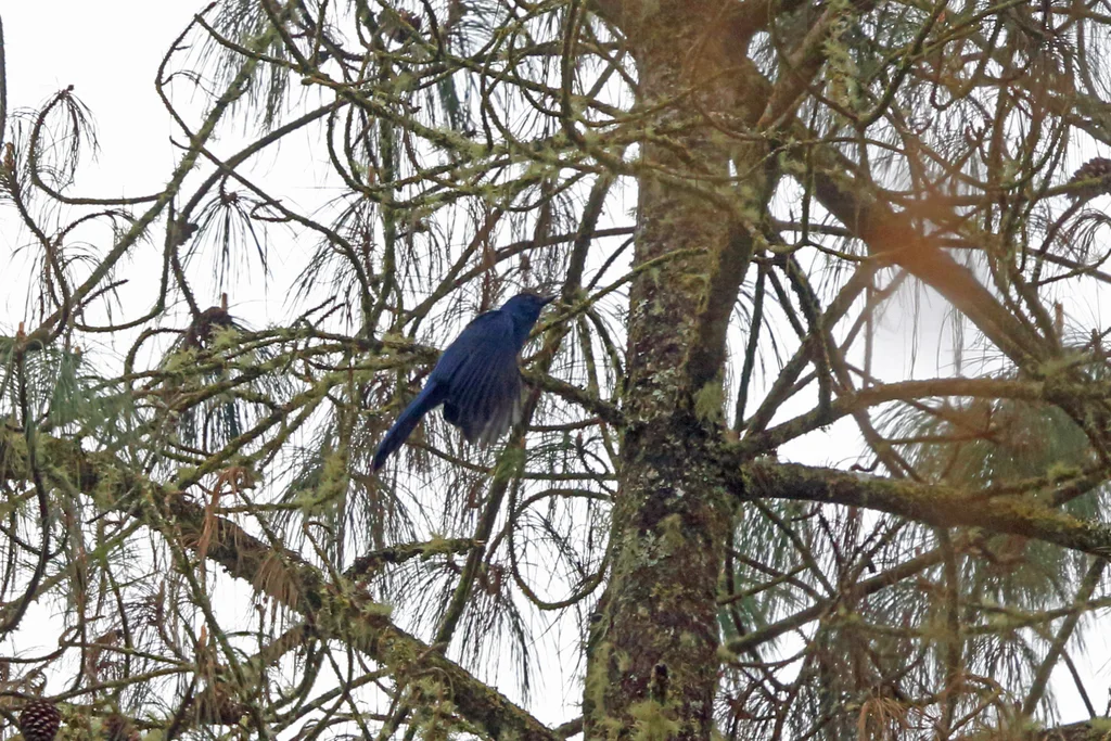 纯色丛鸦（Aphelocoma unicolor）