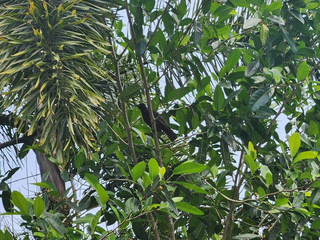 黑辉椋鸟(Aplonis atrifusca)