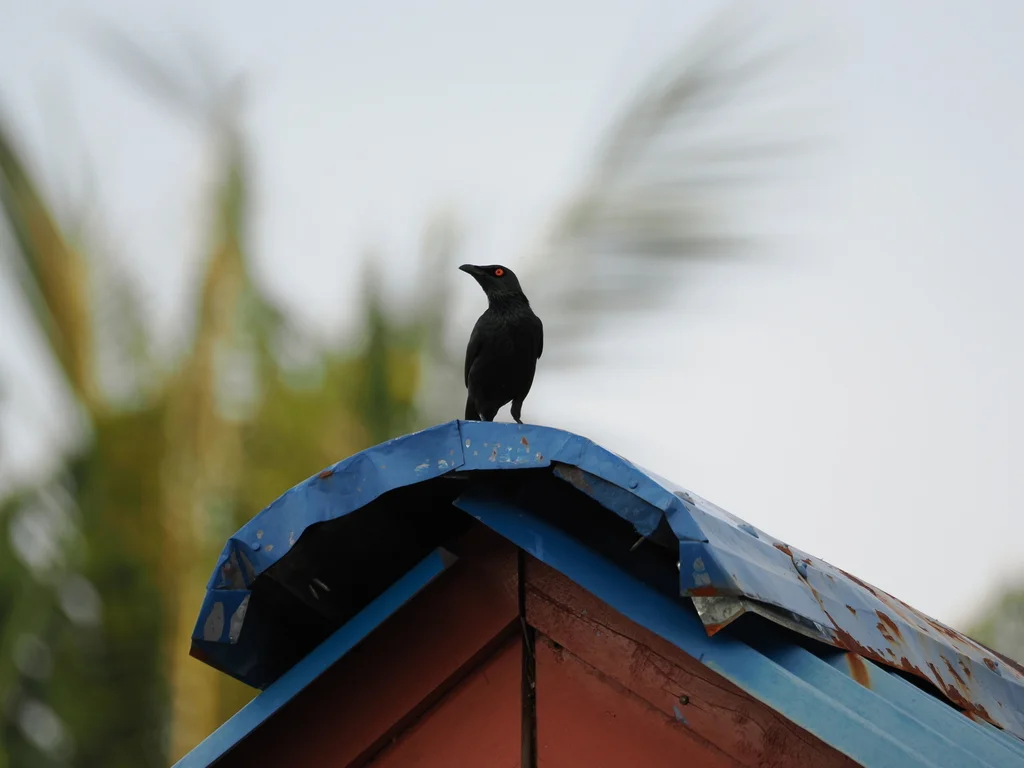 小辉椋鸟(Aplonis cantoroides)