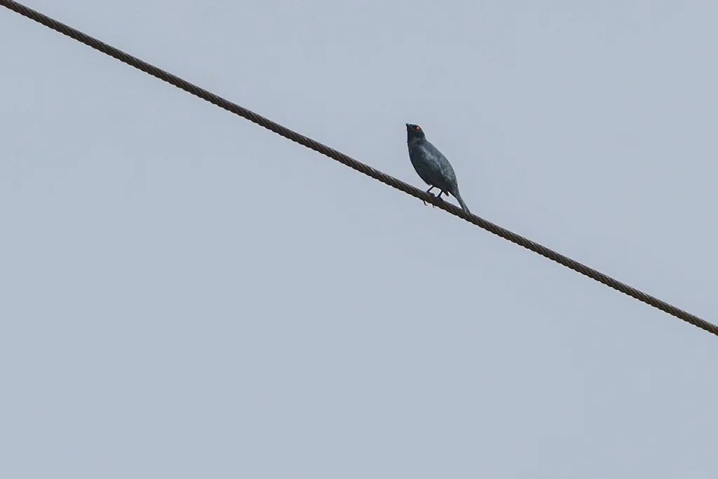 小辉椋鸟(Aplonis cantoroides)