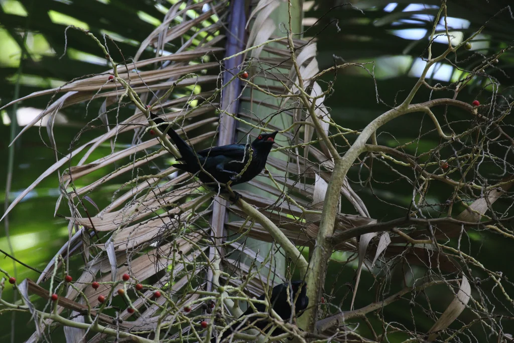 群辉椋鸟(Aplonis metallica)