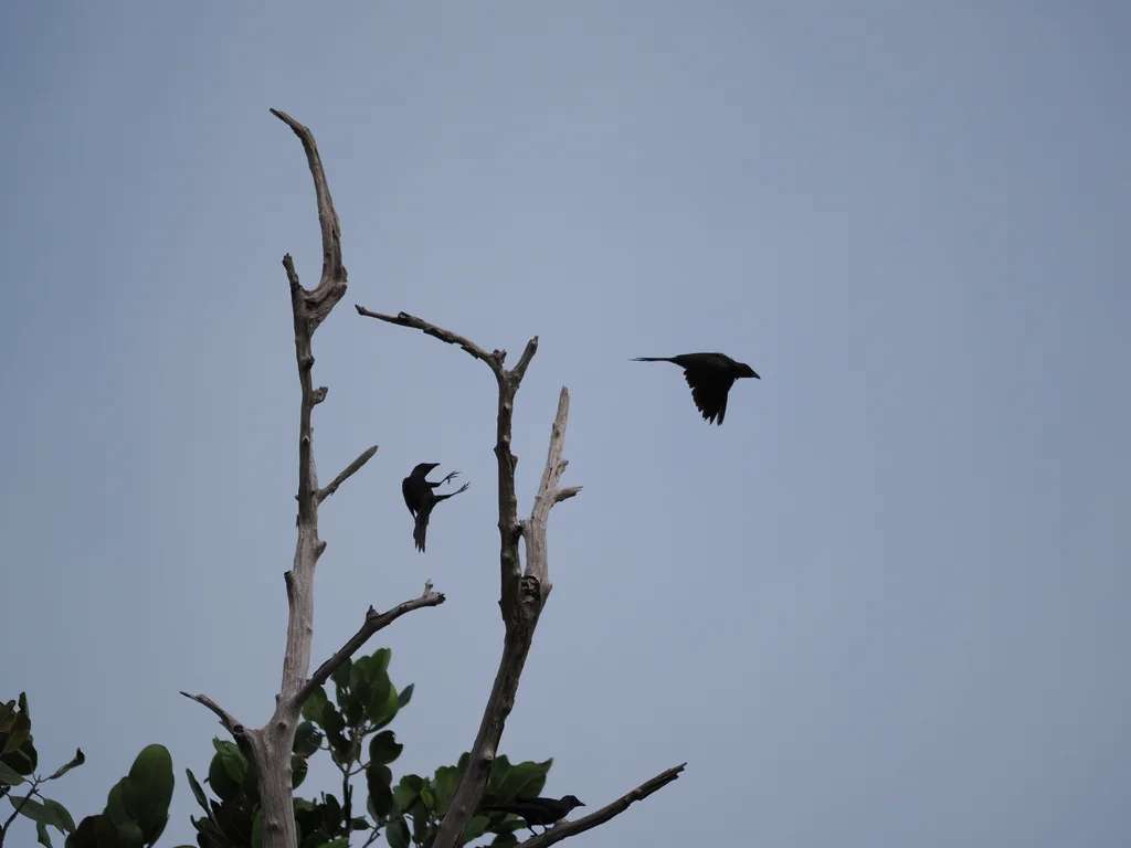摩鹿加辉椋鸟(Aplonis mysolensis)