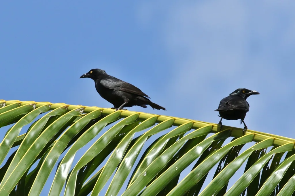 花辉椋鸟(Aplonis opaca)