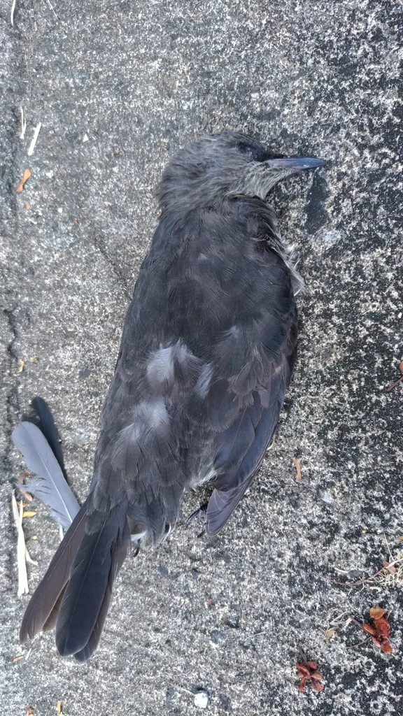 花辉椋鸟(Aplonis opaca)