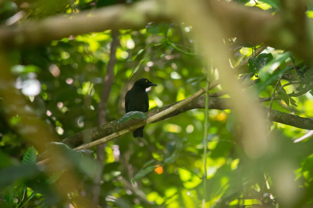 花辉椋鸟(Aplonis opaca)