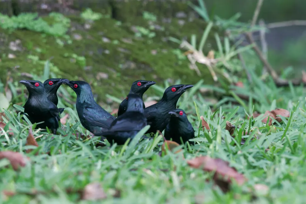 亚洲辉椋鸟(Aplonis panayensis)