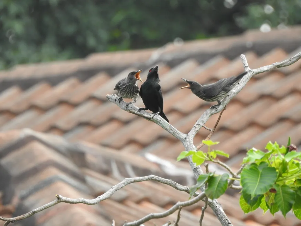 亚洲辉椋鸟(Aplonis panayensis)