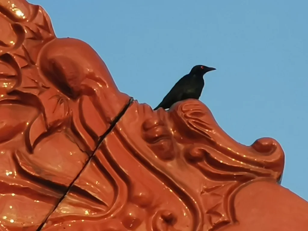 亚洲辉椋鸟(Aplonis panayensis)