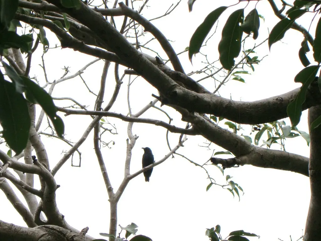 纹辉椋鸟(Aplonis striata)